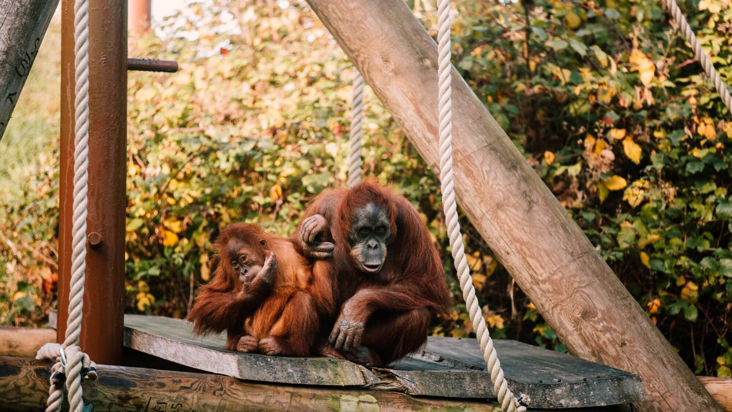 Moneys At Jersey Zoo 5751